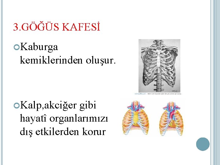 3. GÖĞÜS KAFESİ Kaburga kemiklerinden oluşur. Kalp, akciğer gibi hayatî organlarımızı dış etkilerden korur
