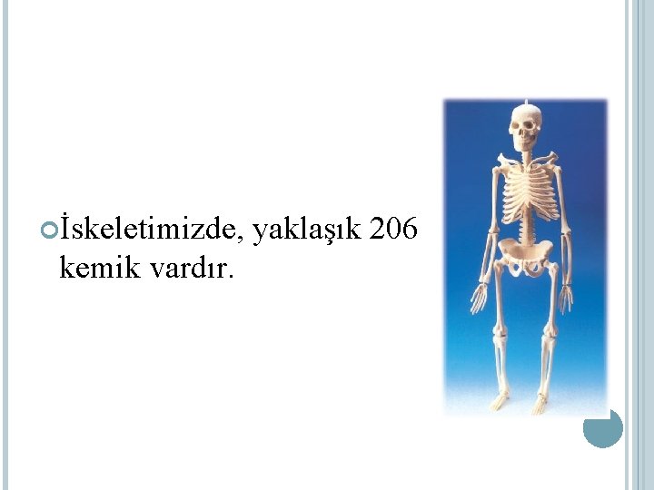  İskeletimizde, kemik vardır. yaklaşık 206 