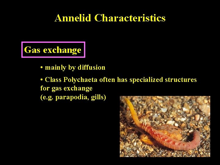 Annelid Characteristics Gas exchange • mainly by diffusion • Class Polychaeta often has specialized