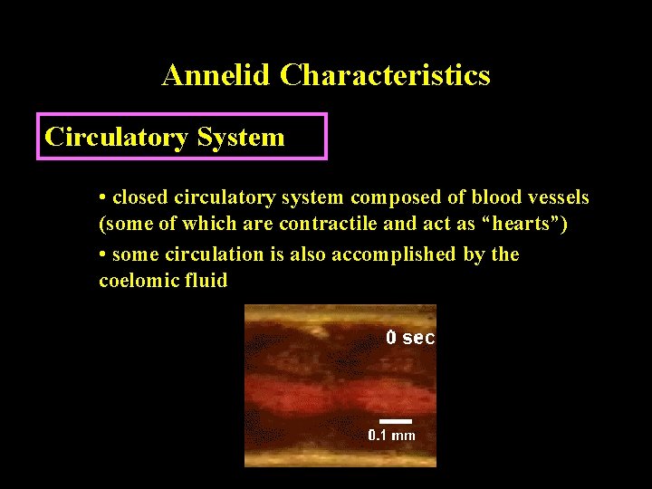 Annelid Characteristics Circulatory System • closed circulatory system composed of blood vessels (some of