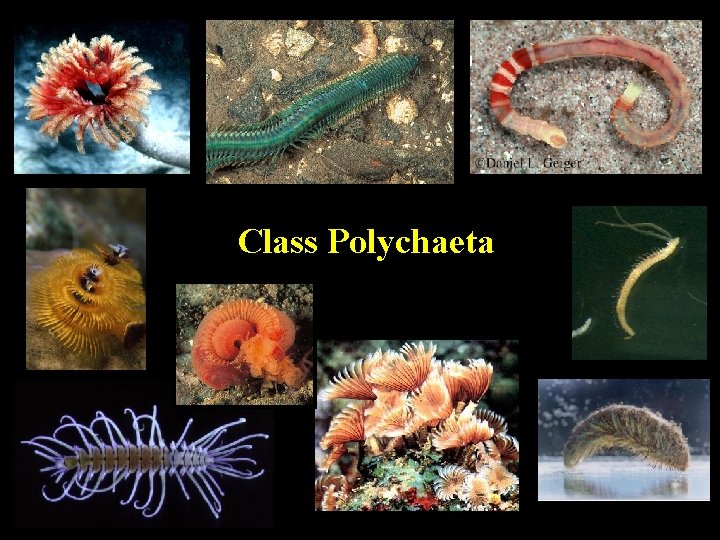 Class Polychaeta 