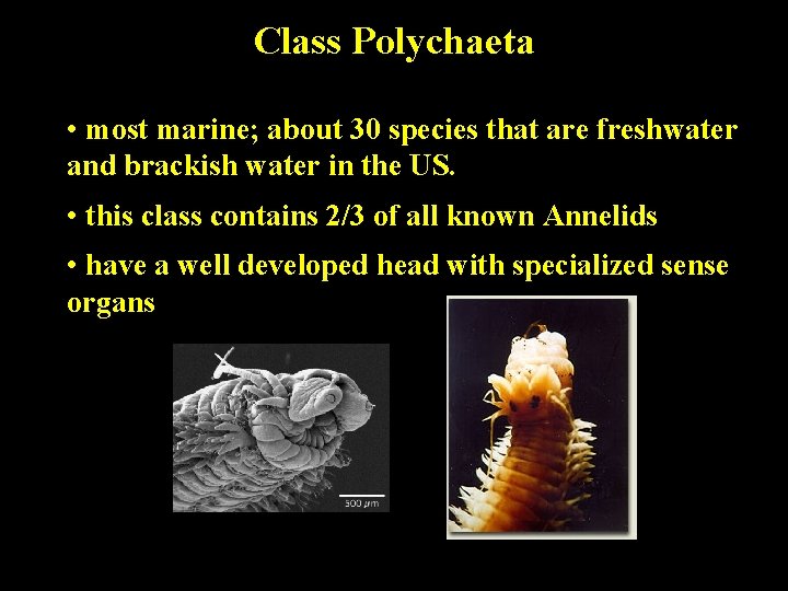 Class Polychaeta • most marine; about 30 species that are freshwater and brackish water