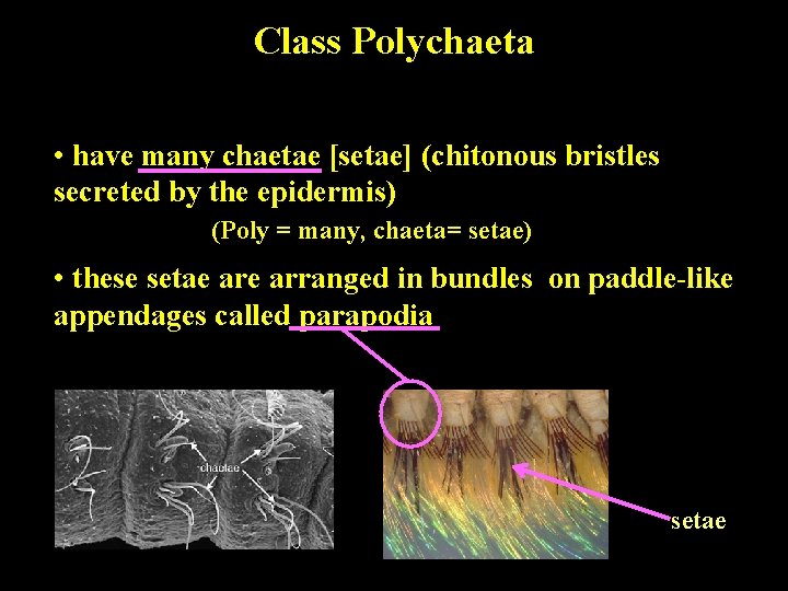 Class Polychaeta • have many chaetae [setae] (chitonous bristles secreted by the epidermis) (Poly