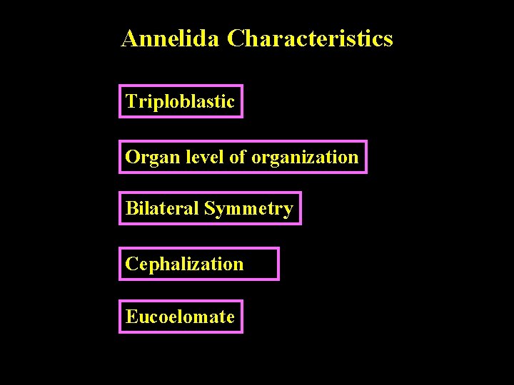 Phylum Annelida The Segmented Worms Annelida Characteristics Triploblastic