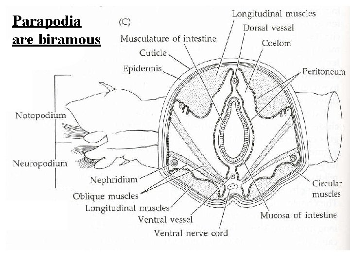 Parapodia are biramous 