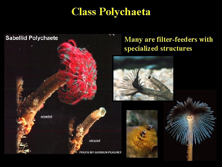 Class Polychaeta Many are filter-feeders with specialized structures 