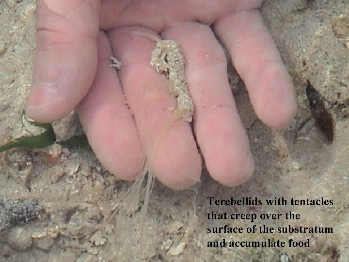 Terebellids with tentacles that creep over the surface of the substratum and accumulate food
