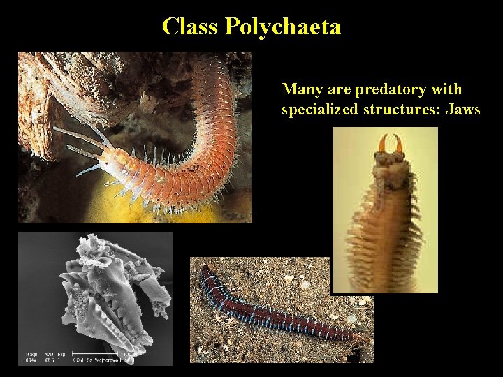 Class Polychaeta Many are predatory with specialized structures: Jaws 