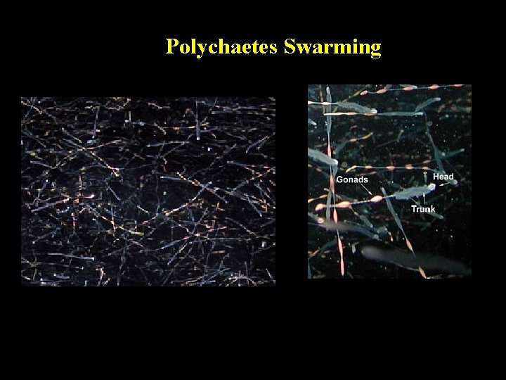 Polychaetes Swarming 