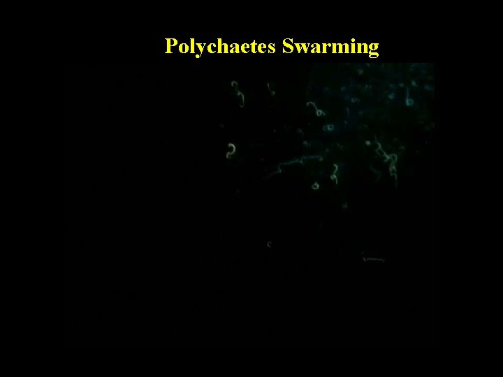 Polychaetes Swarming 