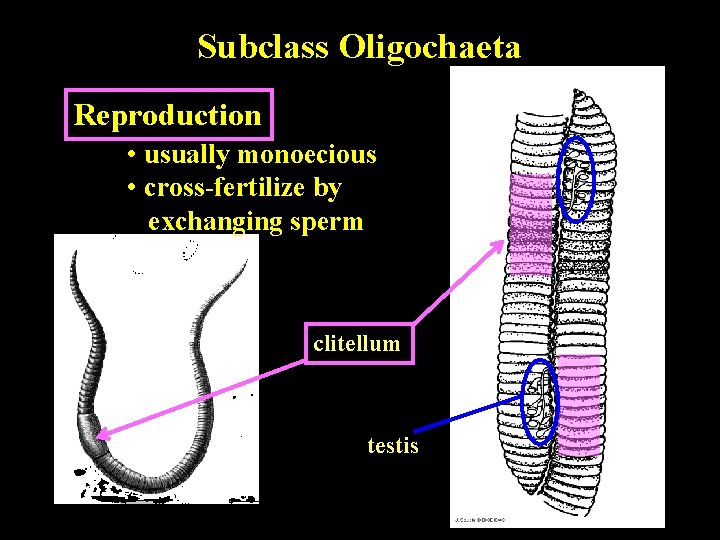 Subclass Oligochaeta Reproduction • usually monoecious • cross-fertilize by exchanging sperm clitellum testis 