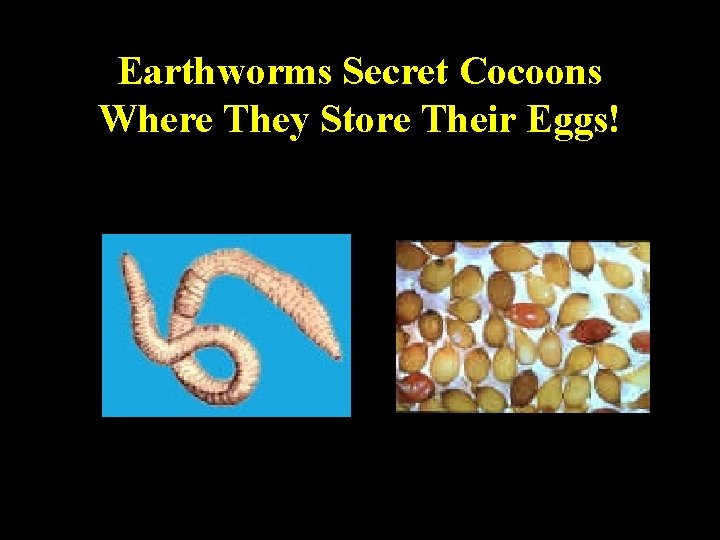 Earthworms Secret Cocoons Where They Store Their Eggs! 