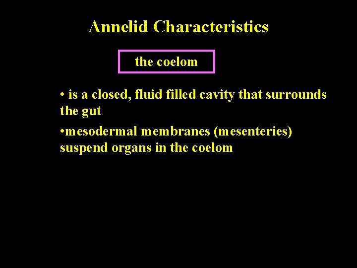 Annelid Characteristics the coelom • is a closed, fluid filled cavity that surrounds the