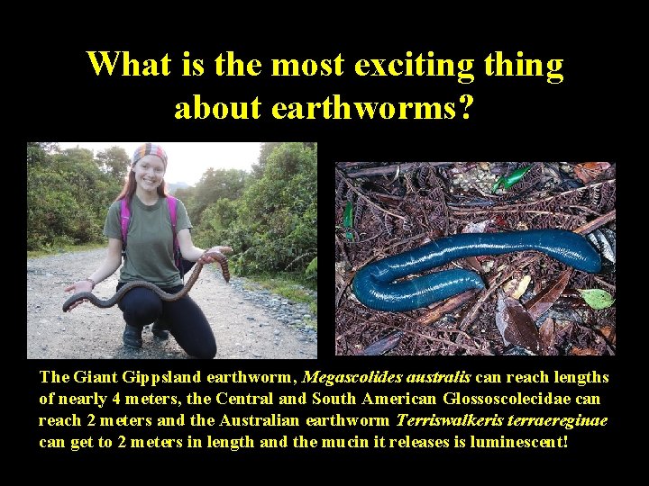 What is the most exciting thing about earthworms? The Giant Gippsland earthworm, Megascolides australis