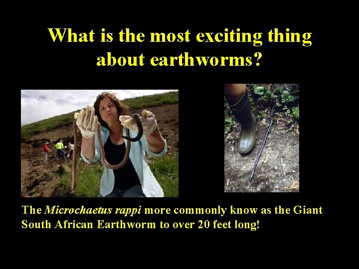 What is the most exciting thing about earthworms? The Microchaetus rappi more commonly know