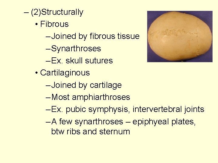 – (2)Structurally • Fibrous – Joined by fibrous tissue – Synarthroses – Ex. skull