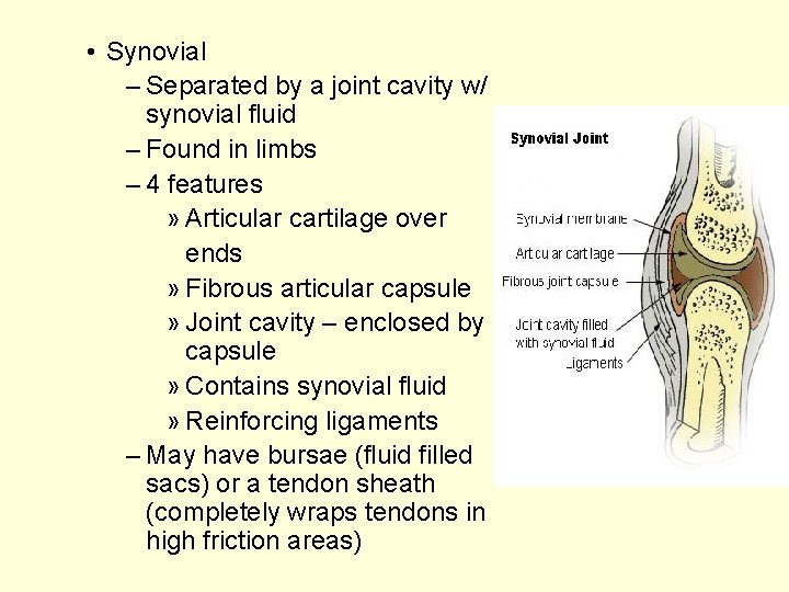  • Synovial – Separated by a joint cavity w/ synovial fluid – Found