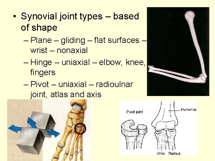  • Synovial joint types – based of shape – Plane – gliding –