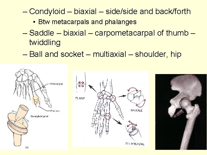 – Condyloid – biaxial – side/side and back/forth • Btw metacarpals and phalanges –