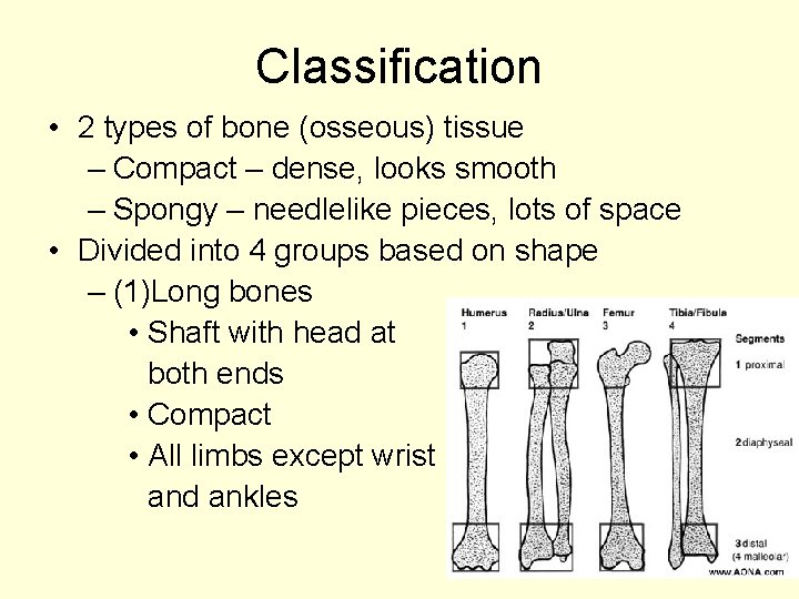 Classification • 2 types of bone (osseous) tissue – Compact – dense, looks smooth