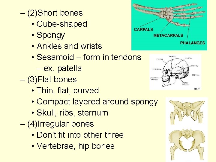 – (2)Short bones • Cube-shaped • Spongy • Ankles and wrists • Sesamoid –