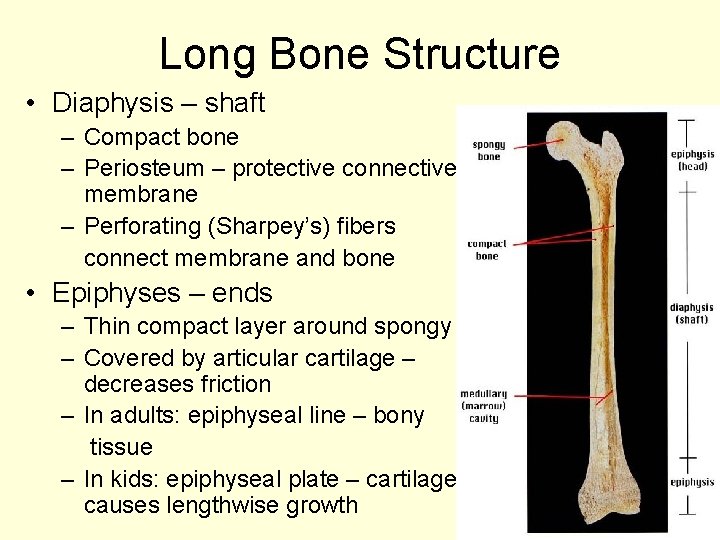 Long Bone Structure • Diaphysis – shaft – Compact bone – Periosteum – protective