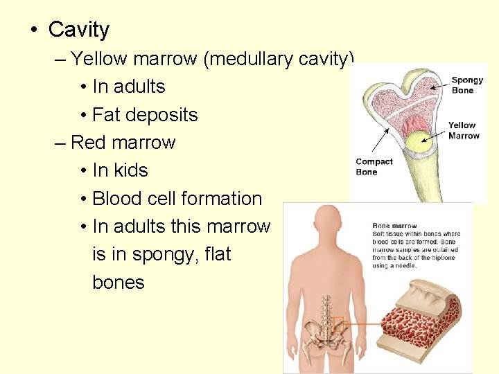  • Cavity – Yellow marrow (medullary cavity) • In adults • Fat deposits