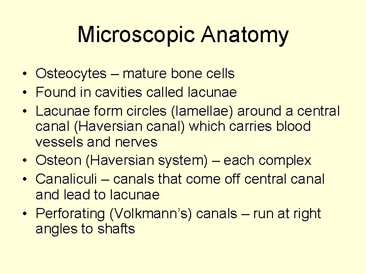 Microscopic Anatomy • Osteocytes – mature bone cells • Found in cavities called lacunae