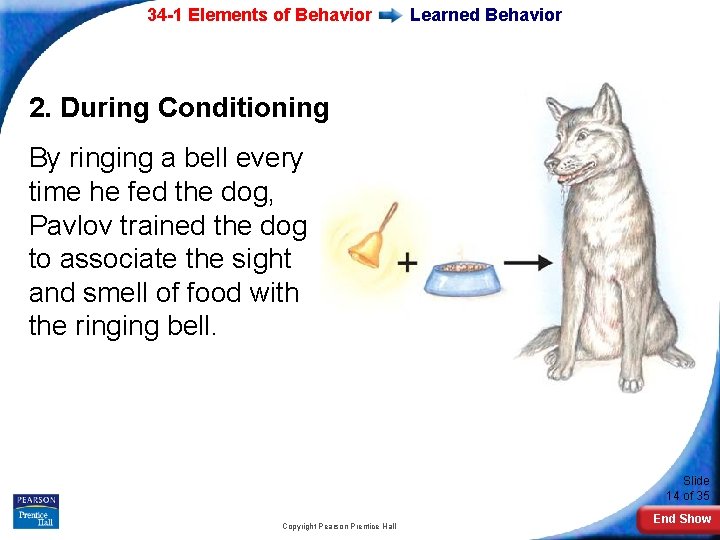 34 -1 Elements of Behavior Learned Behavior 2. During Conditioning By ringing a bell