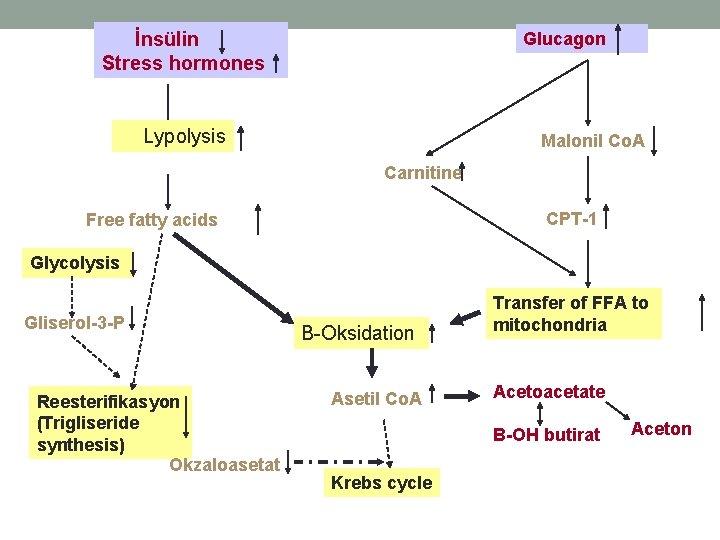 İnsülin Stress hormones Glucagon Lypolysis Malonil Co. A Carnitine CPT-1 Free fatty acids Glycolysis