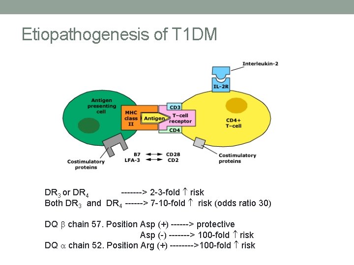 Etiopathogenesis of T 1 DM DR 3 or DR 4 -------> 2 -3 -fold