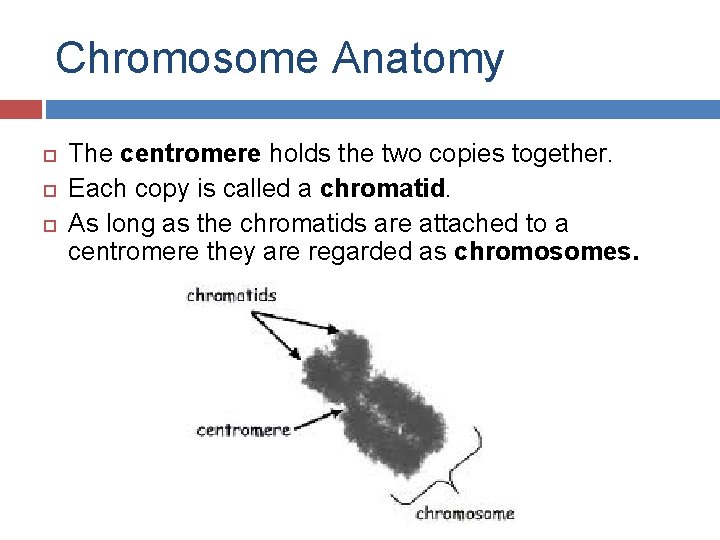 Chromosome Anatomy The centromere holds the two copies together. Each copy is called a
