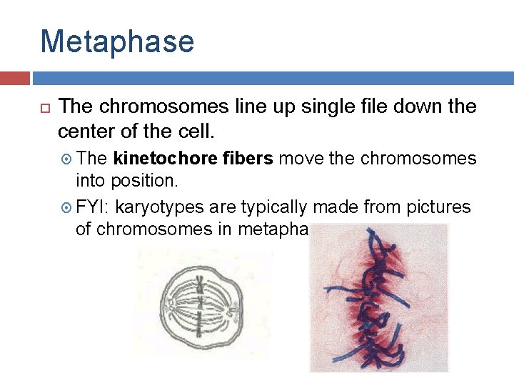 Metaphase The chromosomes line up single file down the center of the cell. The