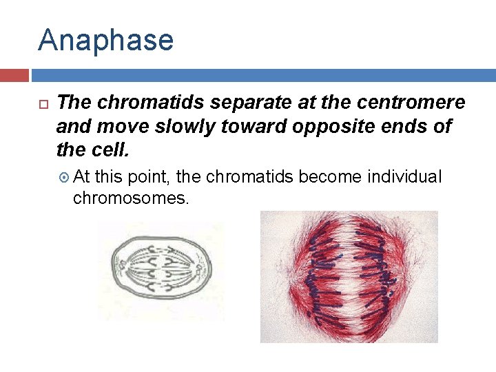 Anaphase The chromatids separate at the centromere and move slowly toward opposite ends of