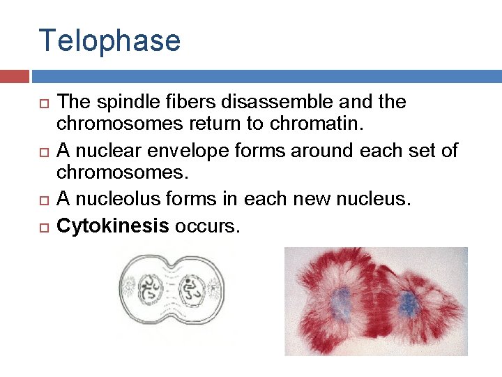 Telophase The spindle fibers disassemble and the chromosomes return to chromatin. A nuclear envelope