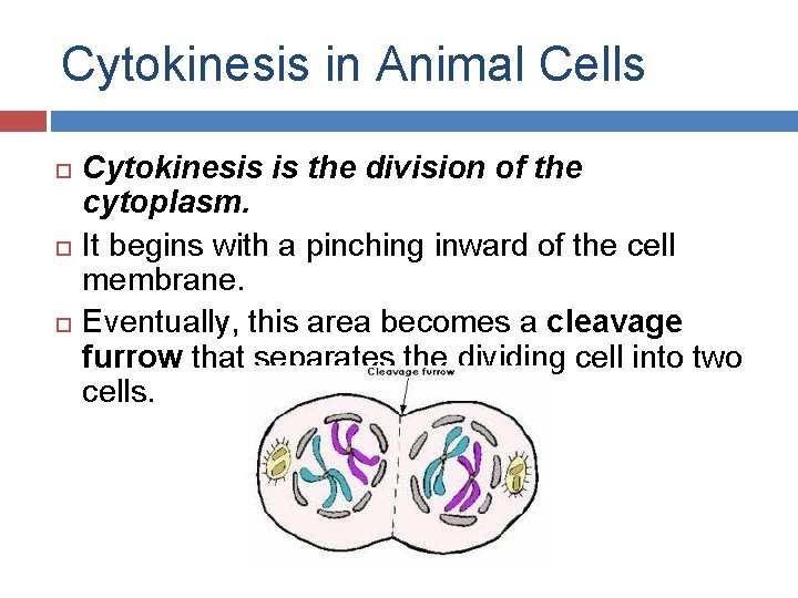 Cytokinesis in Animal Cells Cytokinesis is the division of the cytoplasm. It begins with