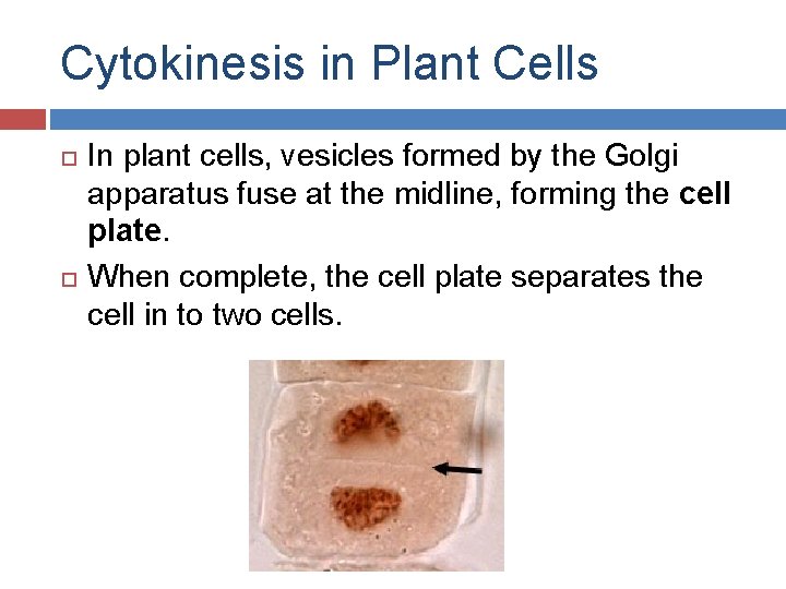 Cytokinesis in Plant Cells In plant cells, vesicles formed by the Golgi apparatus fuse