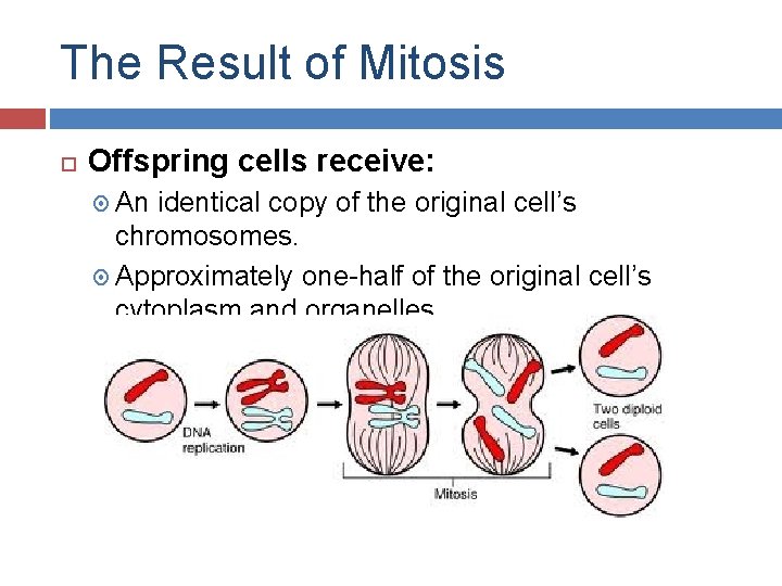 The Result of Mitosis Offspring cells receive: An identical copy of the original cell’s