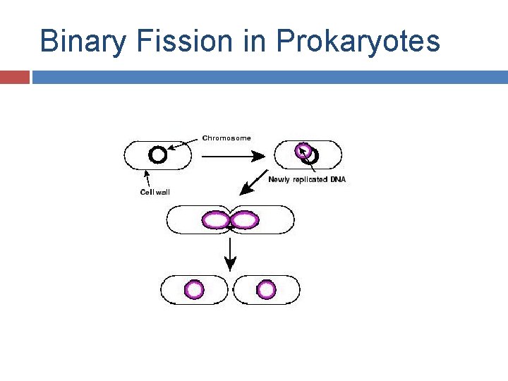 Binary Fission in Prokaryotes 