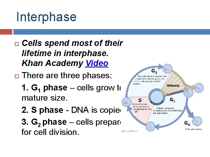 Interphase Cells spend most of their lifetime in interphase. Khan Academy Video There are