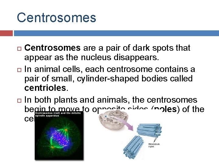 Centrosomes Centrosomes are a pair of dark spots that appear as the nucleus disappears.