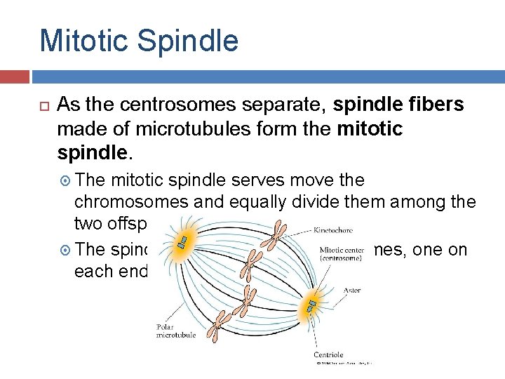 Mitotic Spindle As the centrosomes separate, spindle fibers made of microtubules form the mitotic