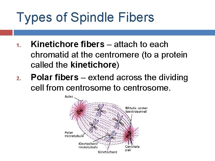 Types of Spindle Fibers 1. 2. Kinetichore fibers – attach to each chromatid at