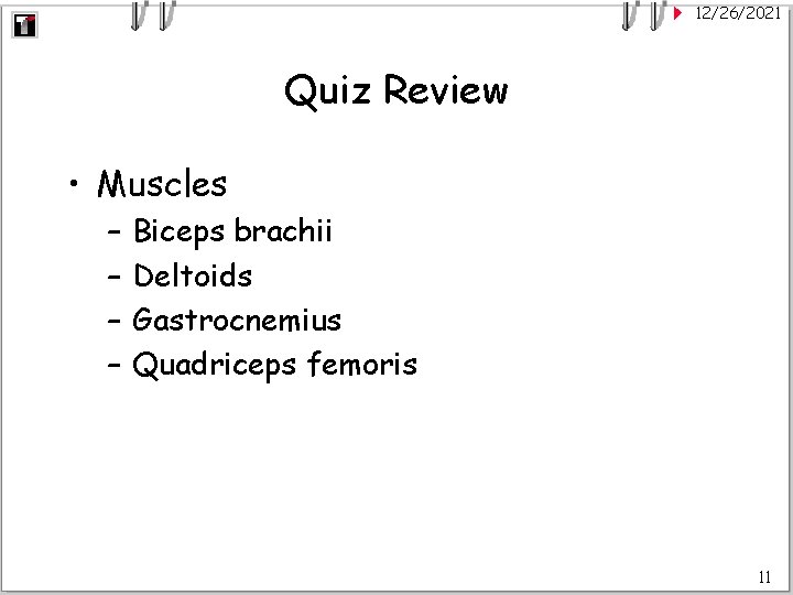 12/26/2021 Quiz Review • Muscles – – Biceps brachii Deltoids Gastrocnemius Quadriceps femoris 11