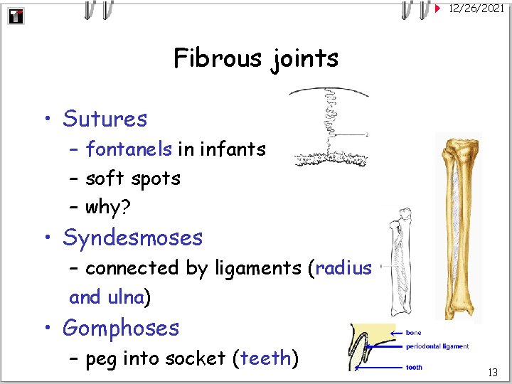 12/26/2021 Fibrous joints • Sutures – fontanels in infants – soft spots – why?