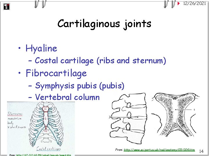 12/26/2021 Cartilaginous joints • Hyaline – Costal cartilage (ribs and sternum) • Fibrocartilage –