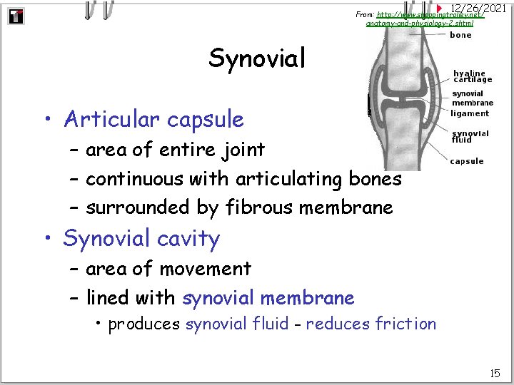 12/26/2021 From: http: //www. shoppingtrolley. net/ anatomy-and-physiology-2. shtml Synovial • Articular capsule – area