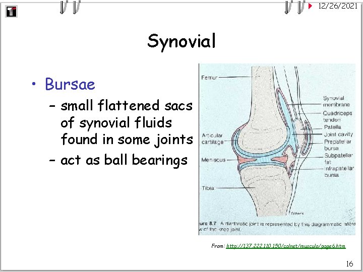 12/26/2021 Synovial • Bursae – small flattened sacs of synovial fluids found in some