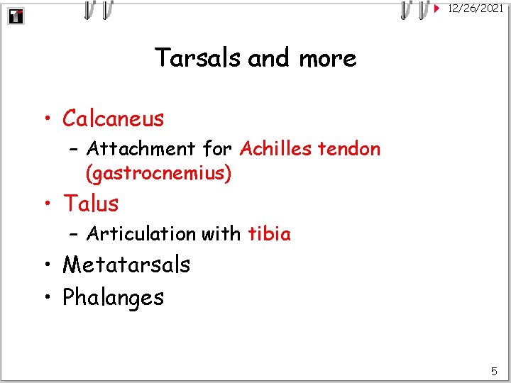 12/26/2021 Tarsals and more • Calcaneus – Attachment for Achilles tendon (gastrocnemius) • Talus