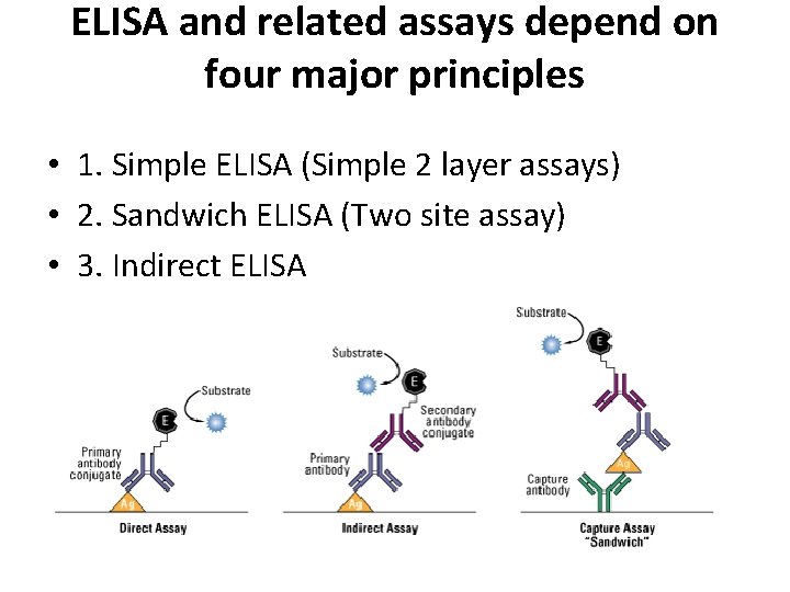 ELISA and related assays depend on four major principles • 1. Simple ELISA (Simple